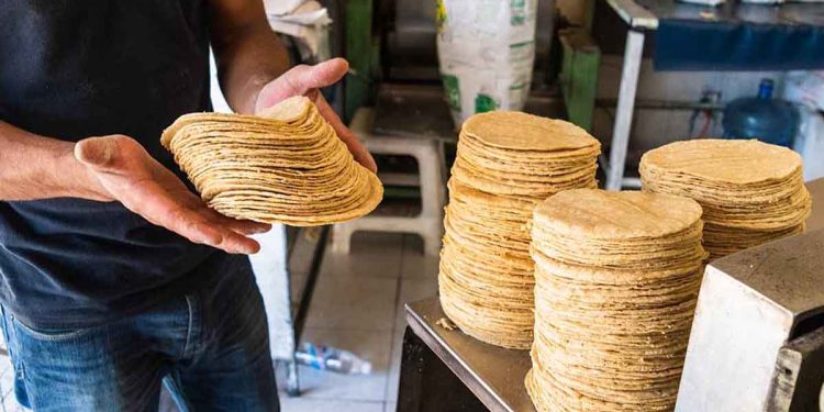 Anticipan aumento en el precio de la tortilla en Quintana Roo