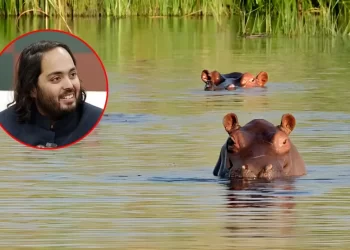 Empresario indio plantea rescate de hipopótamos de Escobar en Colombia