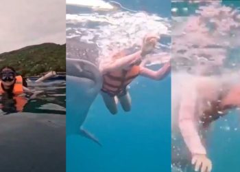 Tiburón ballena golpea a mujer mientras nadaba en Aguas de Cebú, Filipinas