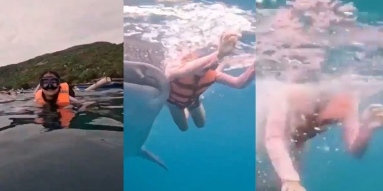 Tiburón ballena golpea a mujer mientras nadaba en Aguas de Cebú, Filipinas