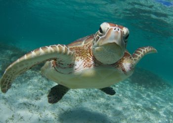 Quintana Roo destaca en protección de tortugas marinas