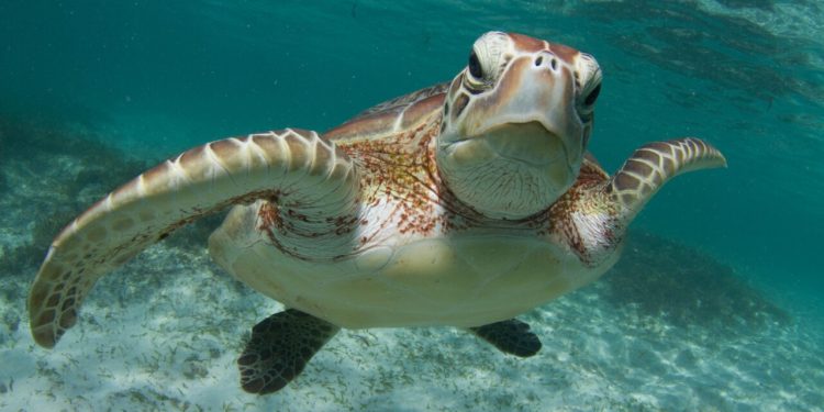 Quintana Roo destaca en protección de tortugas marinas