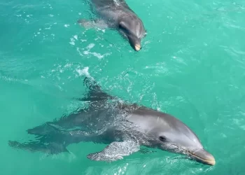 Delfines de Dolphin Discovery en Cancún siguen sin ser trasladados