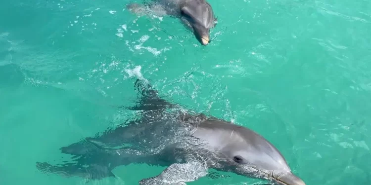 Delfines de Dolphin Discovery en Cancún siguen sin ser trasladados