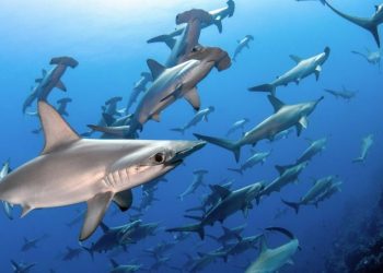 Rescatan 30 mil tiburones en cuatro años en Quintana Roo