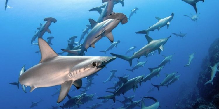 Rescatan 30 mil tiburones en cuatro años en Quintana Roo