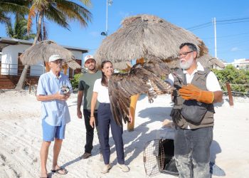 Impulsa Ana Paty Peralta protección de la fauna silvestre en Cancún