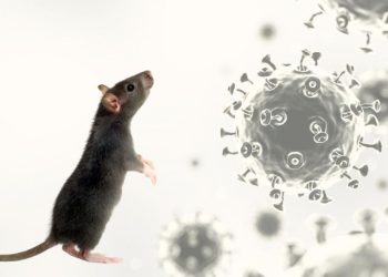 Autoridades sanitarias investigan contagios humanos del virus de los Andes en crucero internacional