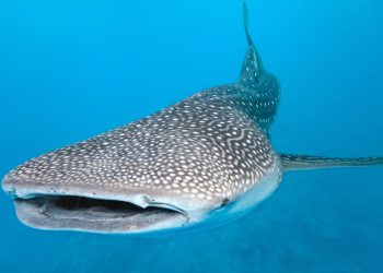 Preparan permisos para temporada de tiburón ballena en Quintana Roo