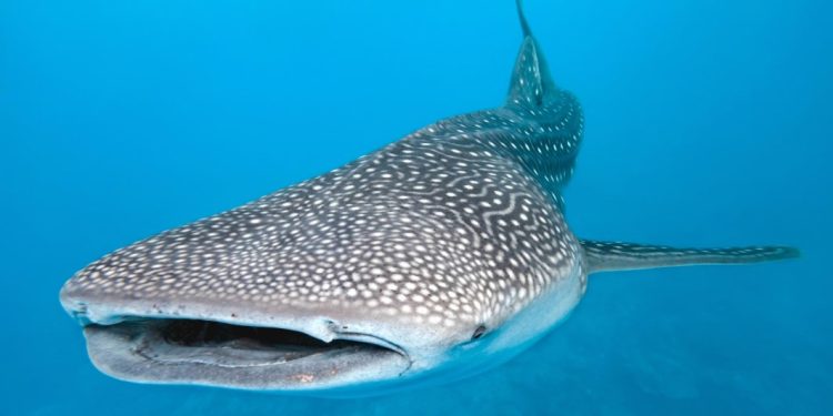 Preparan permisos para temporada de tiburón ballena en Quintana Roo