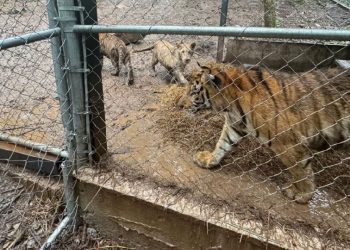Capturan en Nuevo León a líder ligado al huachicol; decomisan armas y tigres