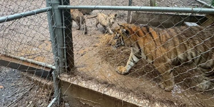 Capturan en Nuevo León a líder ligado al huachicol; decomisan armas y tigres