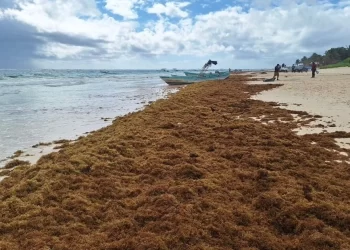 Suradas disparan recale de sargazo en playas de Cancún