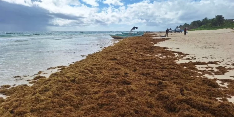 Suradas disparan recale de sargazo en playas de Cancún