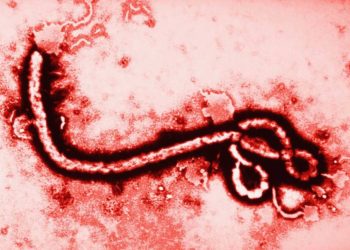 Secretaría de Salud descarta ébola en México y activa protocolos