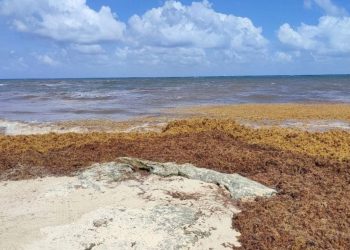 Destinan 80 millones para combatir el sargazo en Playa del Carmen