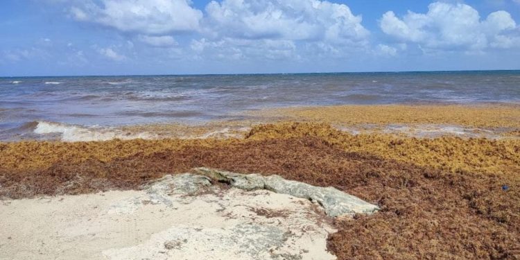 Destinan 80 millones para combatir el sargazo en Playa del Carmen