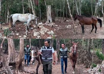 Autoridades resguardan caballos en presuntas condiciones de abandono en Tulum