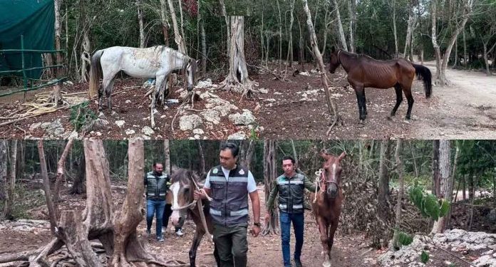 Autoridades resguardan caballos en presuntas condiciones de abandono en Tulum