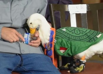 Llevan al pato Merlín a la mañanera de Sheinbaum tras volverse viral