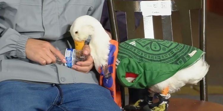 Llevan al pato Merlín a la mañanera de Sheinbaum tras volverse viral