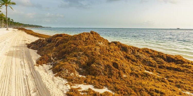 Recolectan más de 24 mil toneladas de sargazo en el Caribe