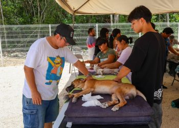 Promueve Ayuntamiento de BJ cuidado responsable con esterilizaciones gratuitas