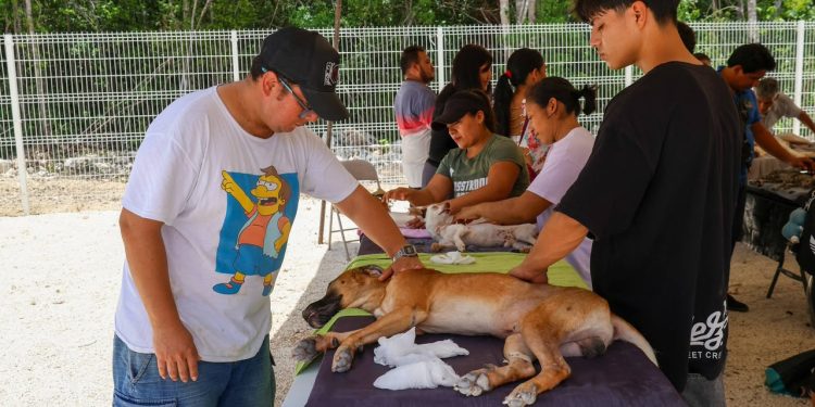 Promueve Ayuntamiento de BJ cuidado responsable con esterilizaciones gratuitas
