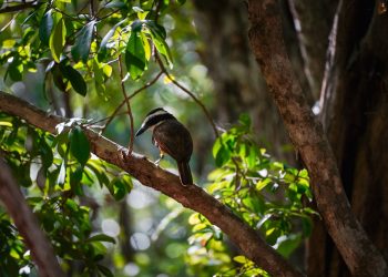 Fomenta Ayuntamiento de BJ biodiversidad con “Vámonos de Pajareada”
