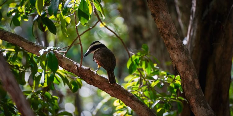 Fomenta Ayuntamiento de BJ biodiversidad con “Vámonos de Pajareada”