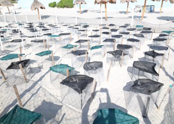 Refuerza Ayuntamiento de BJ protección de tortugas marinas