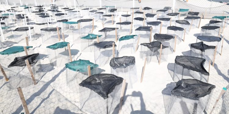 Refuerza Ayuntamiento de BJ protección de tortugas marinas