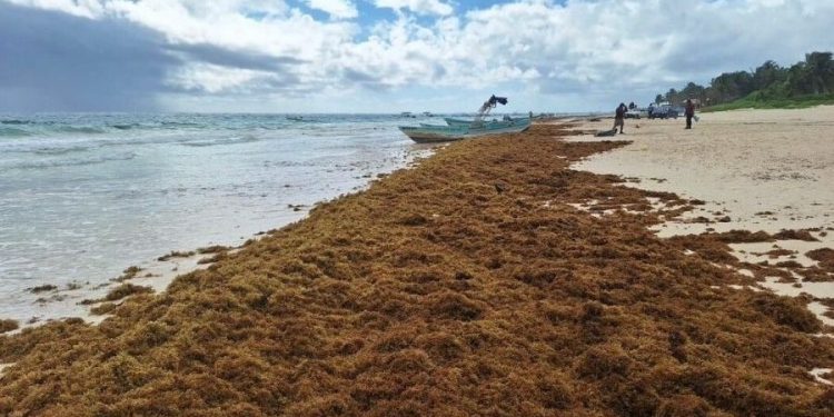 El impacto del sargazo en los costos hoteleros en Quintana Roo
