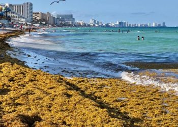 Proyectan mil 298 MDP para sanear sargazo en Quintana Roo