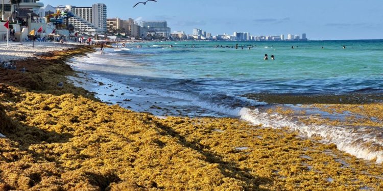 Proyectan mil 298 MDP para sanear sargazo en Quintana Roo