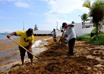Proyecto para industrializar el sargazo prevé 3 mil 500 nuevos empleos