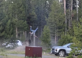 Bisonte ataca a un turista en Yellowstone en 2026