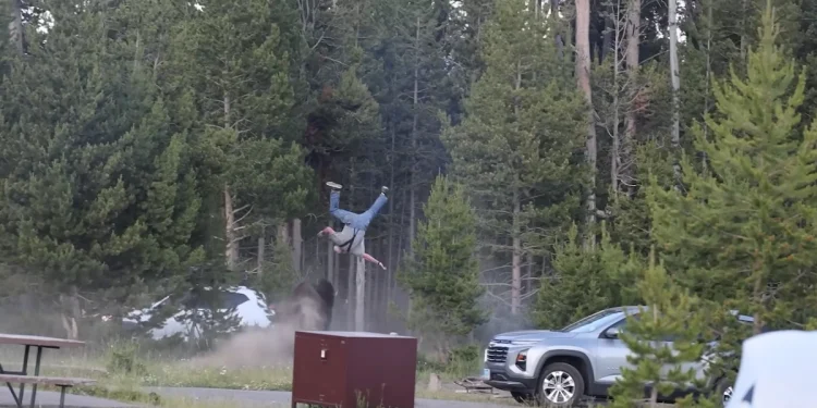 Bisonte ataca a un turista en Yellowstone en 2026