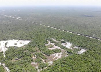 Quintana Roo perdería hasta 15 mil hectáreas de selva al cierre del año