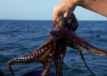 Pesca de pulpo en la península genera ingresos millonarios