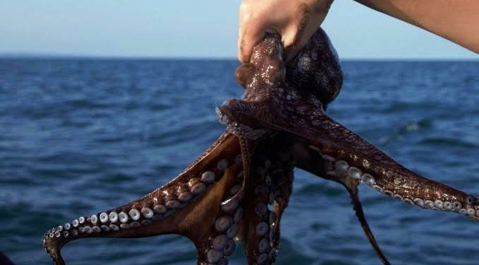 Pesca de pulpo en la península genera ingresos millonarios
