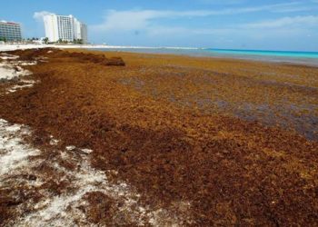 Plantean nuevas soluciones para frenar sargazo en Playa del Carmen