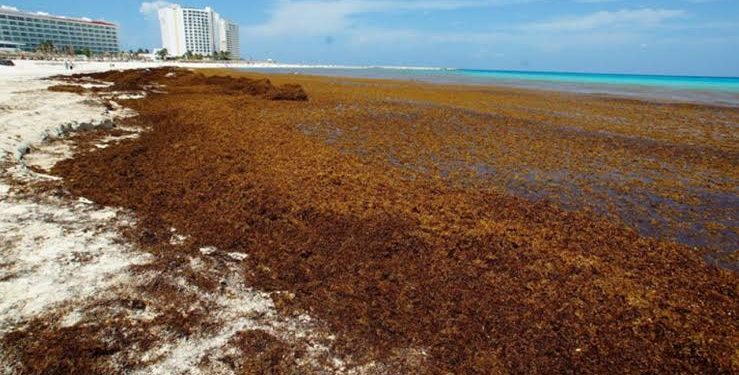Plantean nuevas soluciones para frenar sargazo en Playa del Carmen