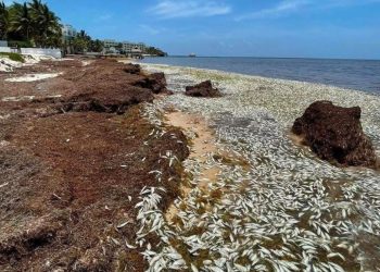 Miles de peces muertos aparecen en la Bahía de Petempich en Quintana Roo