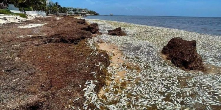 Miles de peces muertos aparecen en la Bahía de Petempich en Quintana Roo