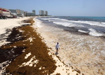Secretaria de Medio Ambiente alerta por llegada de 9 mil toneladas diarias de sargazo a Quintana Roo
