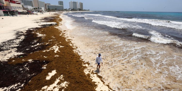 Secretaria de Medio Ambiente alerta por llegada de 9 mil toneladas diarias de sargazo a Quintana Roo