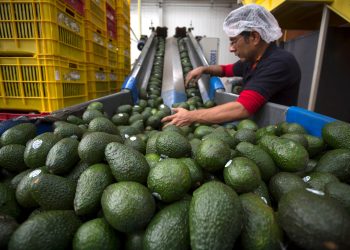 EE.UU. suspende embarque de aguacate de Michoacán por amenaza de seguridad