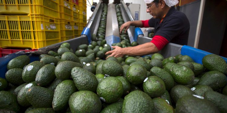 EE.UU. suspende embarque de aguacate de Michoacán por amenaza de seguridad