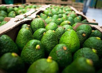 Gobierno de Sheinbaum reforzará vigilancia en Michoacán para reanudar exportación de aguacate a EU